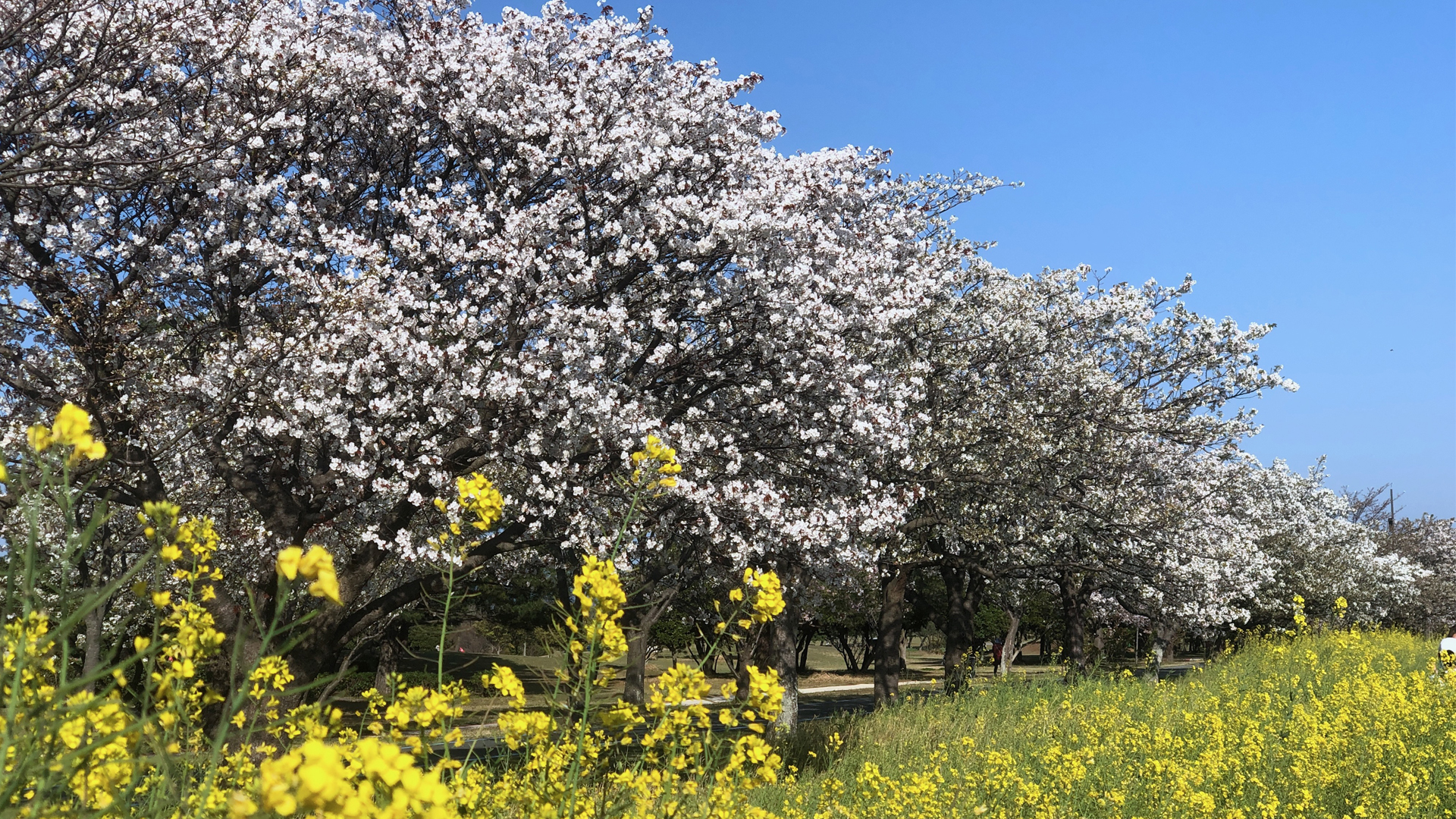 桜　菜の花　海の中道海浜公園　花見